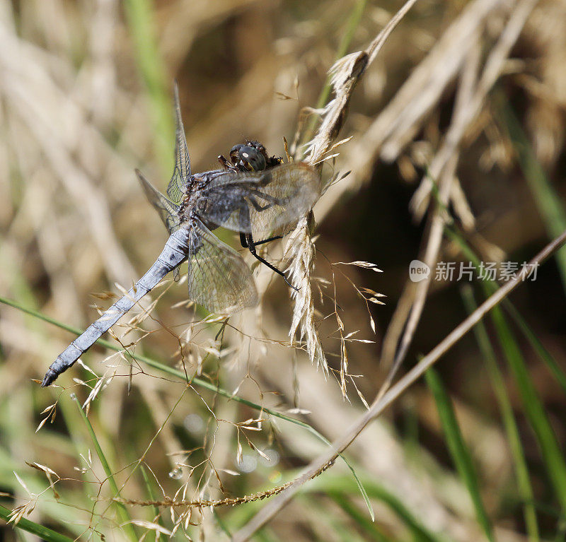 龙骨Skimmer (Orthetrum coerulescens)雄性